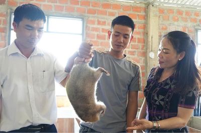 Khởi nghiệp từ giống dúi má đào