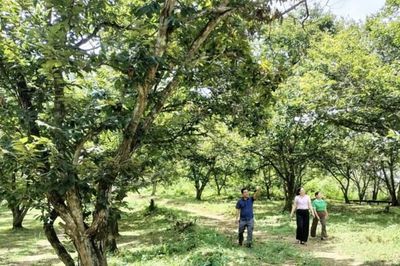 Phát triển sản xuất nông nghiệp hàng hóa gắn với cây trồng đặc sản địa phương
