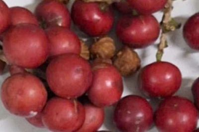Hơn 200 học sinh nghi ngộ độc sau khi ăn quả lạ