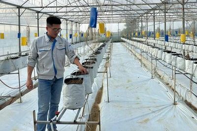 'Bỏ phố về quê' làm nông nghiệp, chàng trai xứ Nghệ thu tiền tỷ mỗi năm