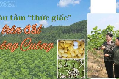 Dâu tằm trên đất Đông Cuông