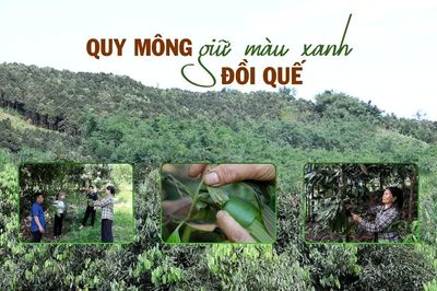 Quy Mông giữ màu xanh đồi quế