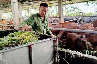 Biến phụ phẩm trồng trọt thành thức ăn chăn nuôi