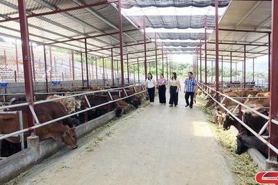 Giảm ô nhiễm môi trường từ chăn nuôi bằng đệm lót sinh học