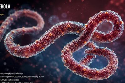 WHO phát cảnh báo khẩn toàn cầu về Ebola, Việt Nam siết giám sát cửa khẩu