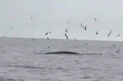Cá voi xuất hiện săn mồi ở vùng biển Quy Nhơn Đông, cộng đồng mạng thích thú