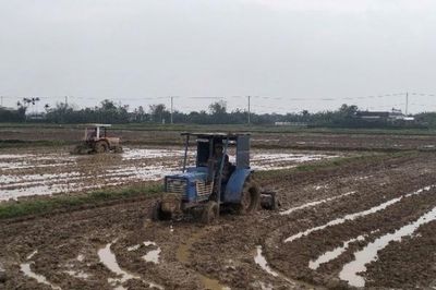 Quảng Trị: Triển khai các biện pháp chuẩn bị cho vụ Hè -Thu năm 2026