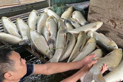 Kết quả kiểm tra vụ hơn 8,6 tấn cá chết tại Nghệ An