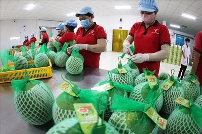 Hành trình nâng tầm thương hiệu cho bưởi da xanh Việt