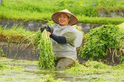 Chi bộ thôn Thanh Lâm lãnh đạo chuyển đổi sản xuất nông nghiệp