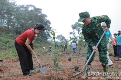 Trồng hơn 1.000 cây trà hoa vàng tại khu vực biên giới xã Quốc Khánh