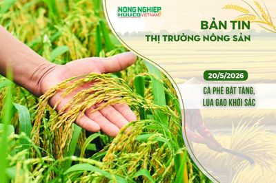 Thị trường nông sản 20/5/2026: Cà phê bật tăng, lúa gạo khởi sắc