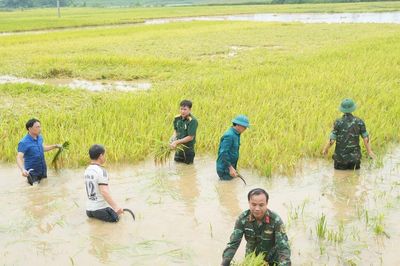Hàng trăm cán bộ, chiến sĩ cùng dân cứu lúa giữa đồng ngập nước ở Phú Thọ