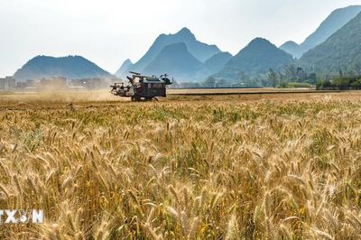 Xung đột Trung Đông và tác động kinh tế: Iran tự chủ 85% nhu cầu lương thực