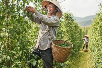 Giá tiêu hôm nay 22/5/2026: Đắk Lắk và Đắk Nông vẫn dẫn đầu