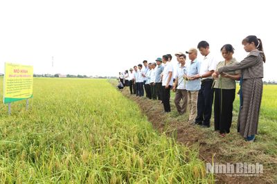 Đánh giá hiệu quả mô hình sản xuất lúa theo hướng hữu cơ tại xã Yên Mô