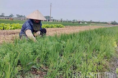 Sử dụng phân bón hữu cơ cho cây trồng - Hướng đi xanh trong sản xuất nông nghiệp