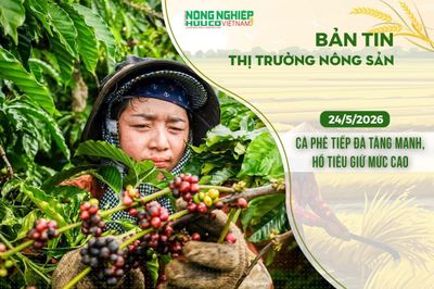 Thị trường nông sản 24/5/2026: Cà phê tiếp đà tăng mạnh, hồ tiêu giữ mức cao