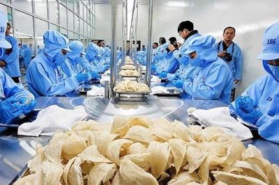 Tổ yến thuộc nhóm rủi ro cao, không được gia hạn tự động mã đăng ký vào Trung Quốc