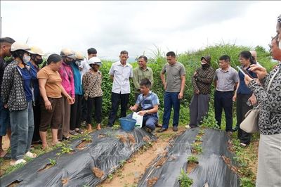 Phát triển cây dược liệu thành ngành hàng hóa chủ lực dưới tán rừng