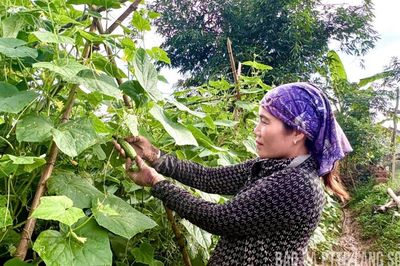 Dưa chuột giữ giá nhờ liên kết