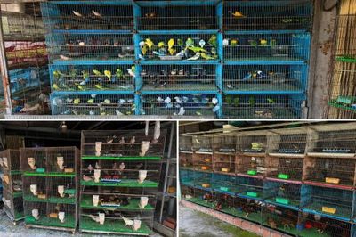 Tây Ninh: Phát hiện cơ sở nuôi nhốt gần 300 cá thể chim chưa rõ nguồn gốc