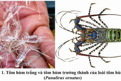 Hoàn thiện quy trình ương nuôi tôm hùm bông giống, tỷ lệ sống đạt trên 90%