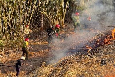 Đề nghị xử lý nghiêm đối tượng để xảy ra cháy rừng