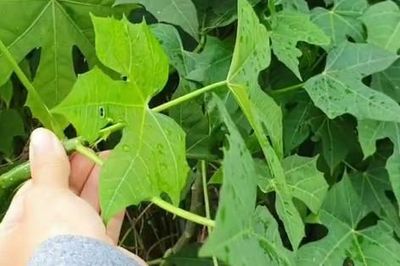Cây rau mì chính bắt nguồn từ đâu?