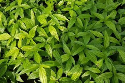 Tác dụng của cây xương khỉ