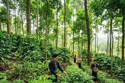 Gắn quy hoạch đất lâm nghiệp với sinh kế bền vững