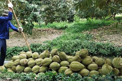 Cần Thơ kích cầu tiêu thụ sầu riêng vào đợt thu hoạch cao điểm