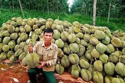 Tăng tốc hoàn thiện truy xuất nguồn gốc nông sản