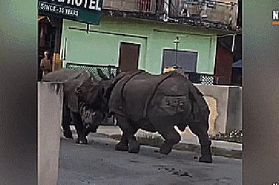 Hai 'quái thú' khổng lồ đại chiến ngay trên đường phố Nepal