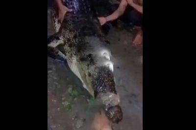 Người dân bắt sống con cá sấu khổng lồ dài 2,4 mét