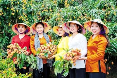 Xúc tiến tiêu thụ vải thiều: Nâng chất lượng, giữ vững thương hiệu