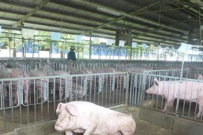 Giá heo hơi hôm nay 28/5: Đồng loạt giảm nhẹ, miền Bắc mất mốc 70.000 đồng/kg