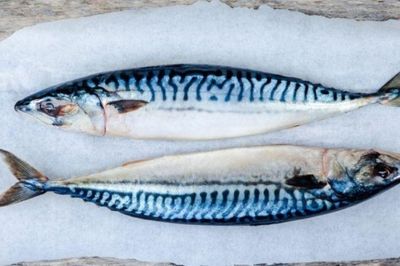 Một loại cá quen thuộc của người Việt bất ngờ có lượng omega-3 cao gấp hơn 2 lần cá hồi, giá lại rẻ hơn nhiều