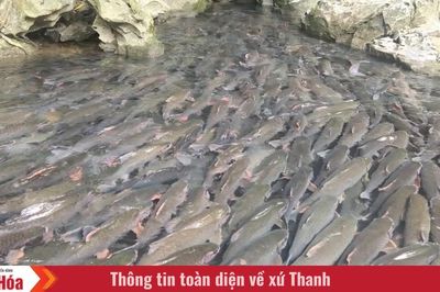 Suối cá thần Cẩm Lương - Dòng suối linh thiêng nơi đại ngàn xứ Thanh