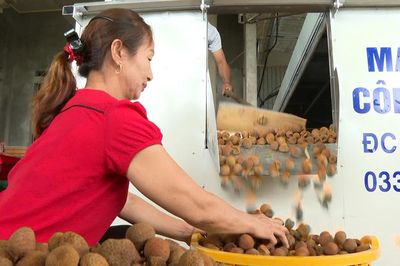 Bắc Ninh: Hỗ trợ doanh nghiệp xuất khẩu vải sấy sang Trung Quốc