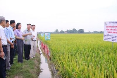 Bắc Ninh: Giống lúa T58 chất lượng cao mở rộng triển vọng sản xuất