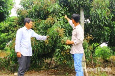 Tập trung mở rộng thị trường tiêu thụ trái cây