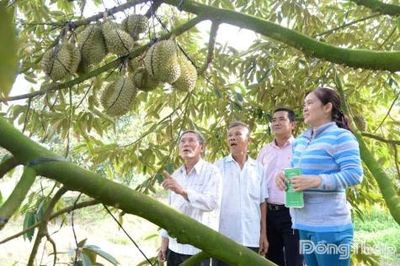 Đồng Tháp sẽ tái hiện chuỗi giá trị ngành hàng trái cây tại Lễ hội Trái cây lần thứ I