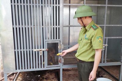 Gia Lai: Vây bắt thành công 2 con khỉ đi lạc về chăm sóc