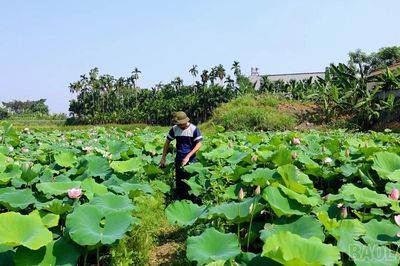 Tiềm năng trồng sen đa giá trị ở vùng đất trũng của Trấn Yên
