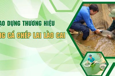 Tạo dựng thương hiệu giống cá chép lai Lào Cai