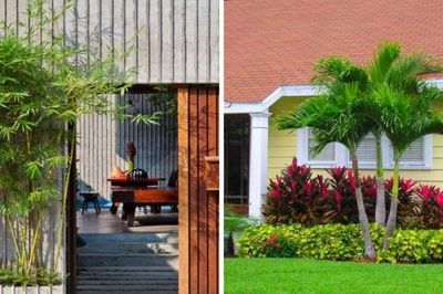 Người xưa dặn: 3 cây trồng trước nhà tiền tài tiêu tán, đem trồng sau nhà con cháu đời đời ấm no