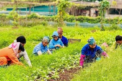 Những người 'nông dân số' ở Nam Phù