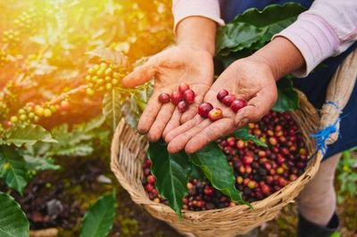 Cách chăm sóc cây hiệu quả trong đồn điền cà phê