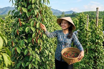 Giá hồ tiêu hôm nay 30.5: Thị trường tích lũy, nguồn cung ổn định